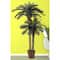 6ft. Sago Palm Double Tree in Wicker Basket Pot